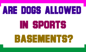 Are Dogs Allowed in Sports Basements?